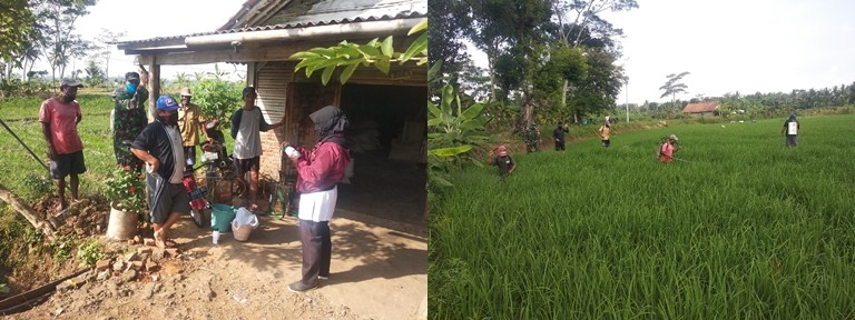 PENGENDALIAN PENYAKIT BLAS ( PYRICULARIA GRISEA) PADA TANAMAN PADI DESA WINONG LOR