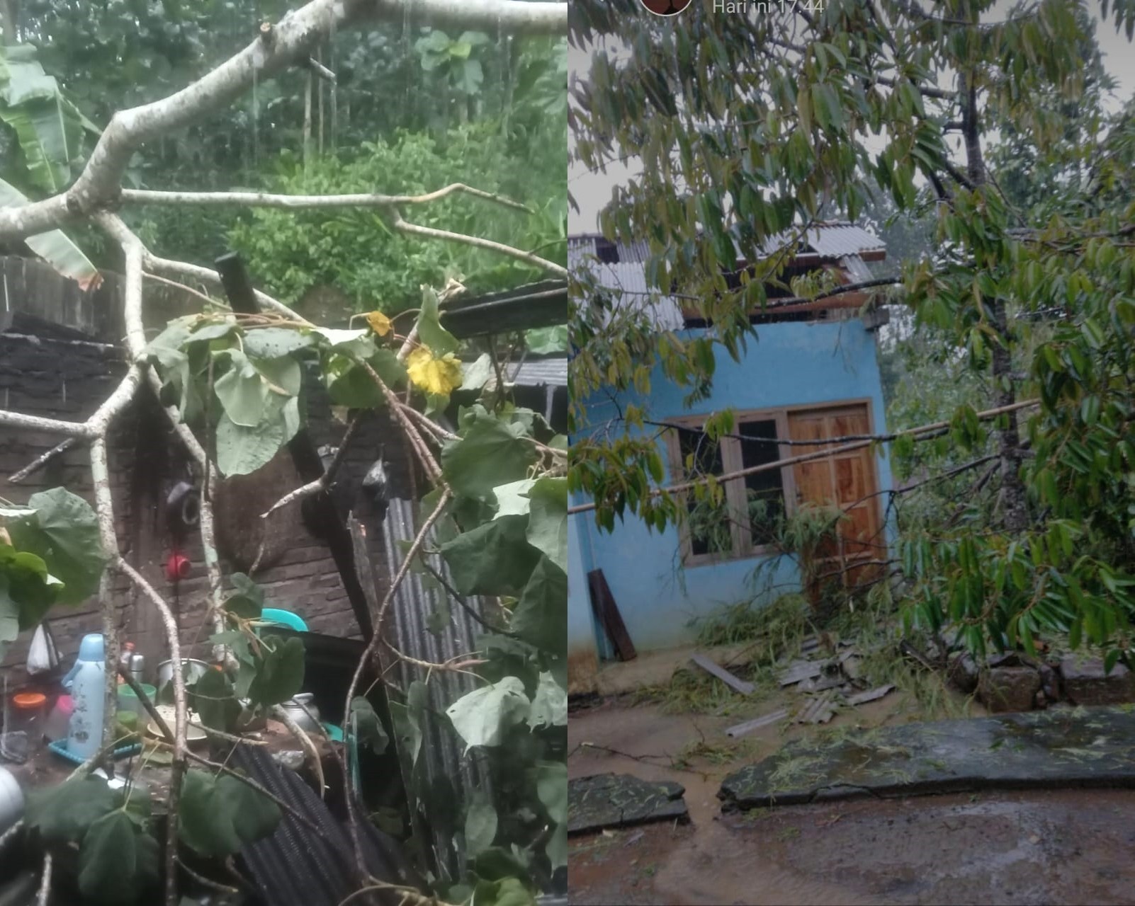 7 RUMAH DI KECAMATAN GEBANG TERTIMPA POHON TUMBANG